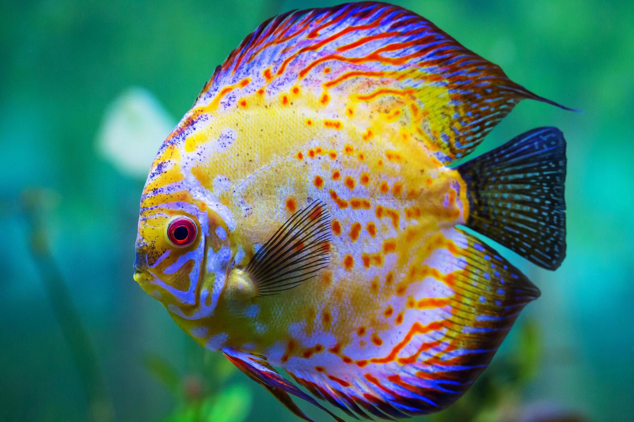Fish